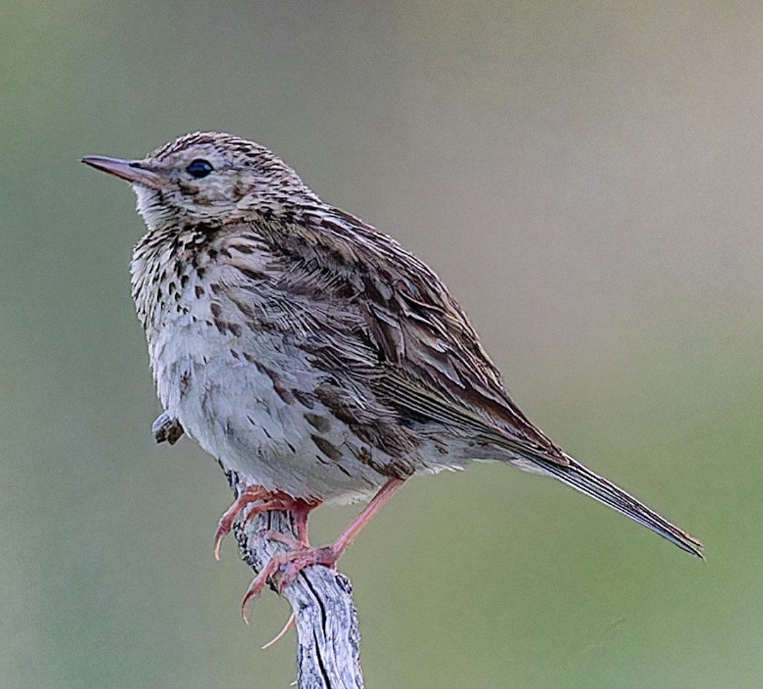 image Correndera Pipit